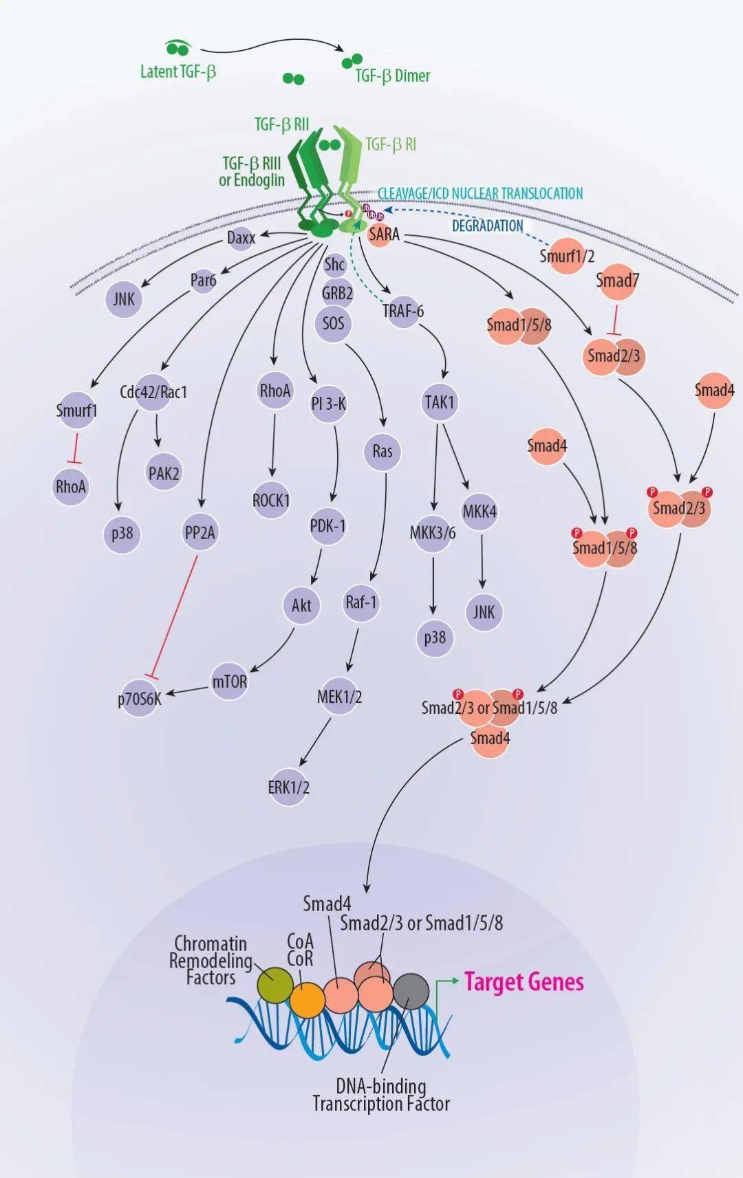 其他信号通路,包括 ras/mapk,par6,rhoa/rock1,pi 3-k/akt,p38 和 jnk