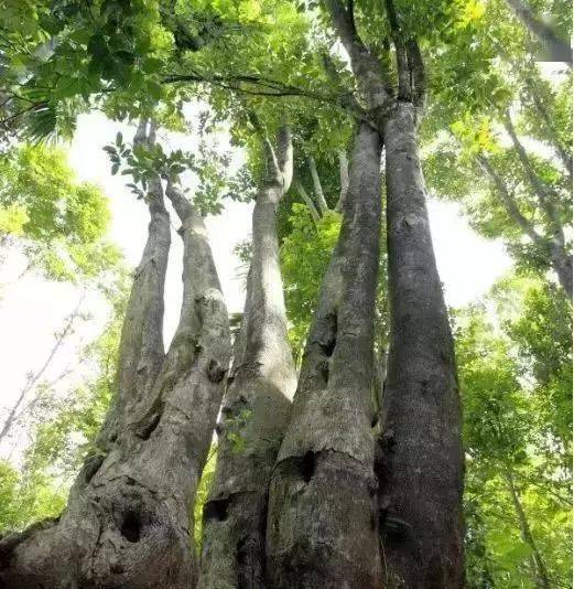 能结沉香的树有几种区别在哪