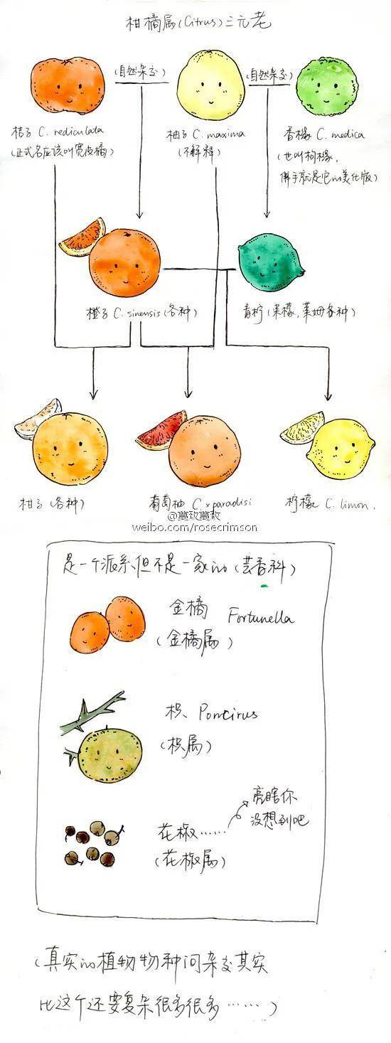 植物冷知识2 橙子柑子橘子傻傻分不清楚 柑橘类 果型 水果