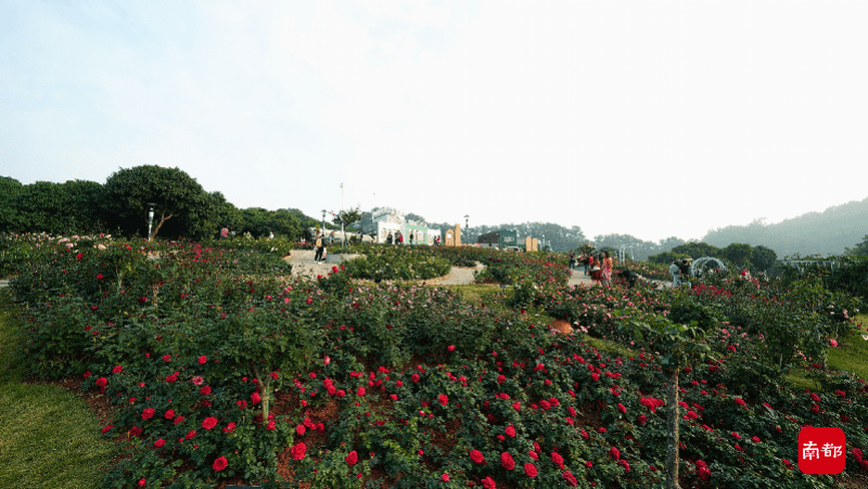 花海|立新湖畔月季花开成花海 市民享受更多绿色福利