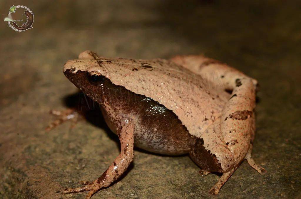 饰纹姬蛙北方狭口蛙大树蛙以上图片来源:"中国两栖类. 2021.