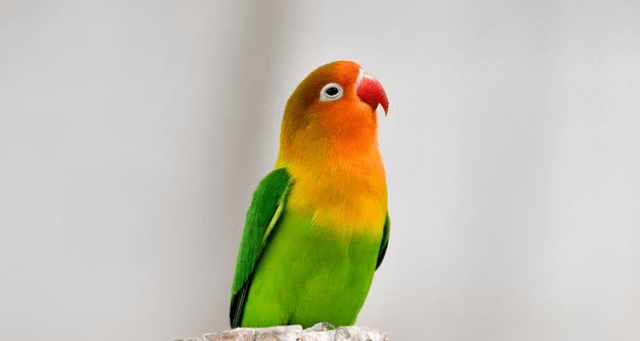 玄凤鹦鹉的寿命