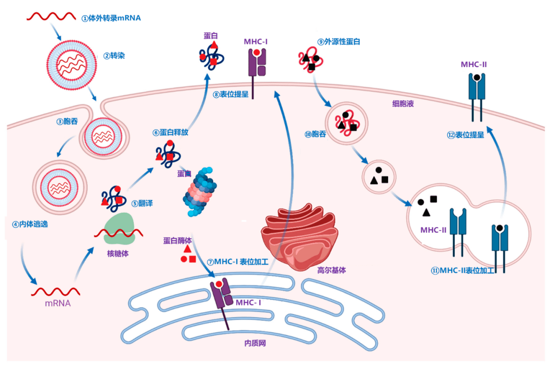 其中內源性蛋白主要由mhc i類分子提呈至cd8 t細胞