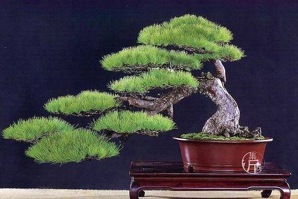 盆景分段式造型法 五月份五针松剪定技巧 剪芽控针定型作业 进行 枝条 修剪 盆景分段式造型法 五月份五针松剪定技巧 剪芽控针定型作业 进行 枝条 修剪