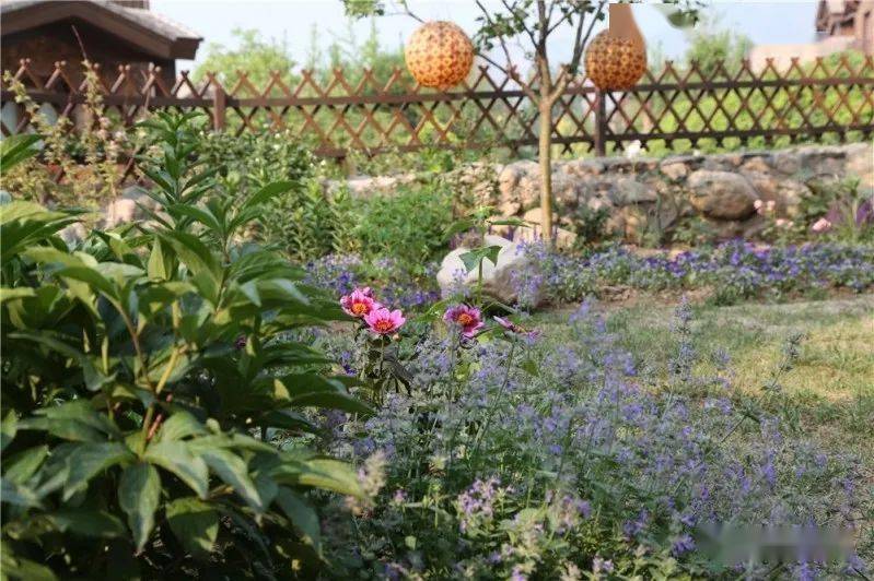 蔷薇花几月份种最好 96d9c72d5f6b40a9bd37c499b9859466.jpeg