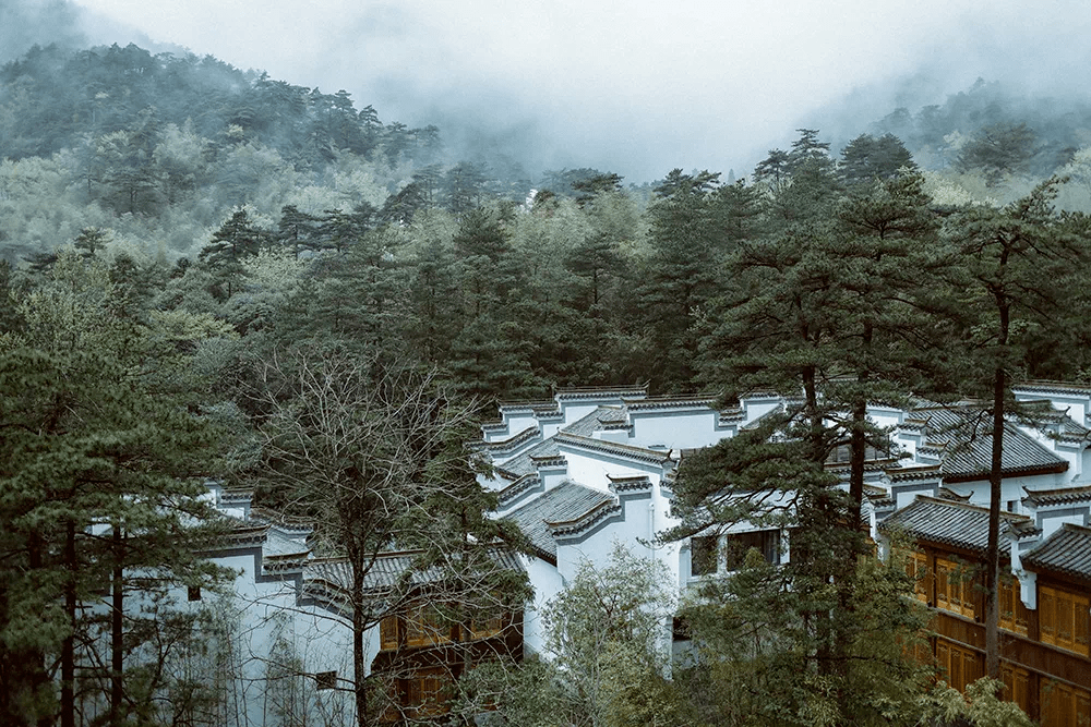 服务|新年登黄山，“四绝”躺着看