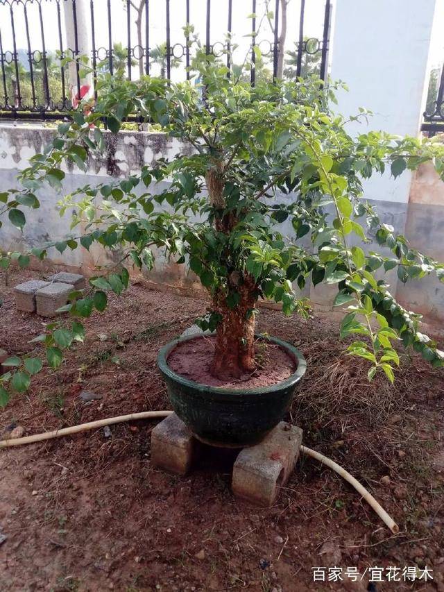 精品三角梅盆景造型 4fc59417ab0b4985bbe12296cf3856de.jpeg