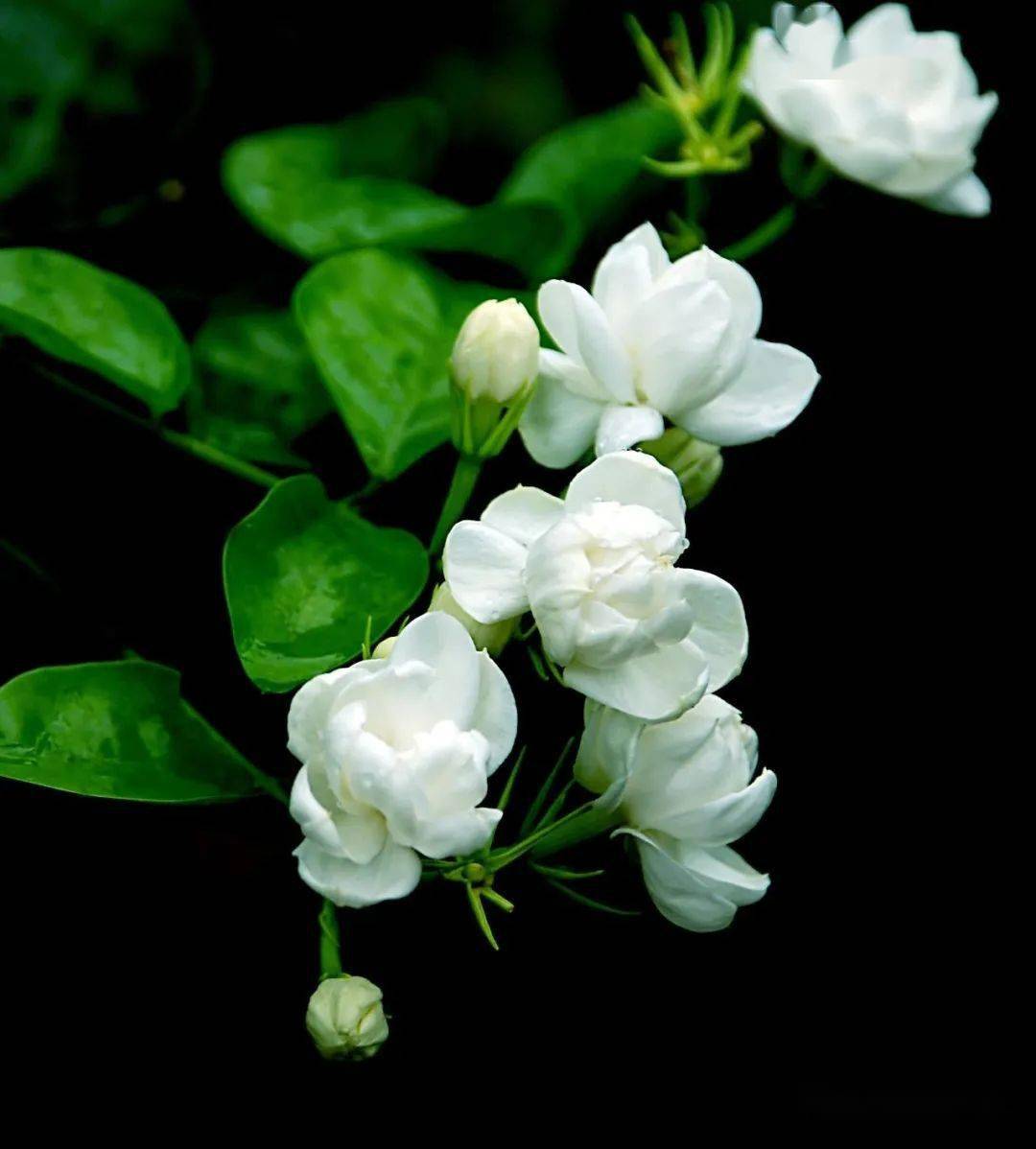 茉 莉 花