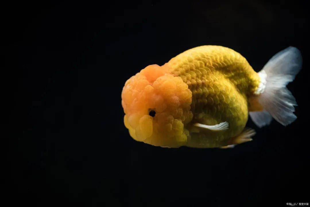 寓意"金玉满堂"的金鱼展中多个精品金鱼品种本次将展出兰寿,熊猫蝶尾