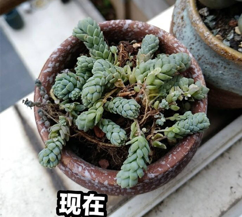 多肉遇"猛虫",差点被"剃头",春天不防虫,夏季徒伤悲!_虫子_主子_处理