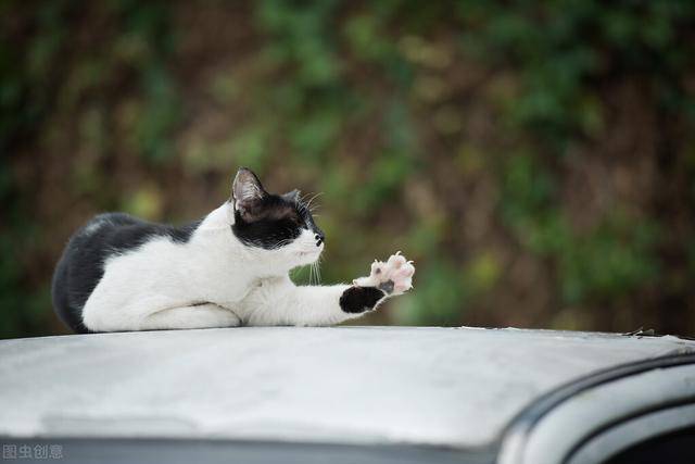 猫咪走丢怎么办