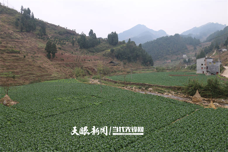 【四新四化蹲点采访】桐梓县高桥镇:菜园子鼓起"钱袋子"