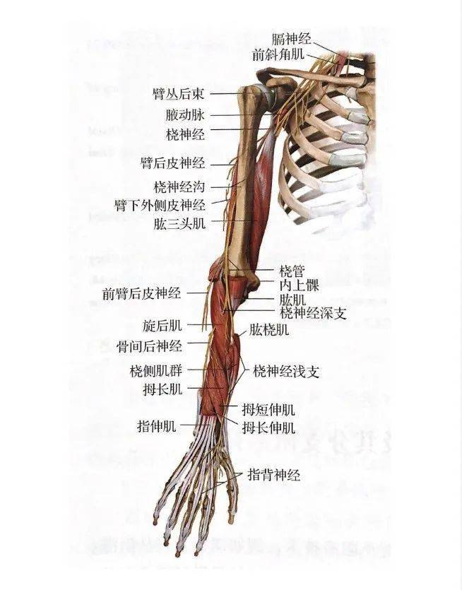 前臂肌肉解剖图图片