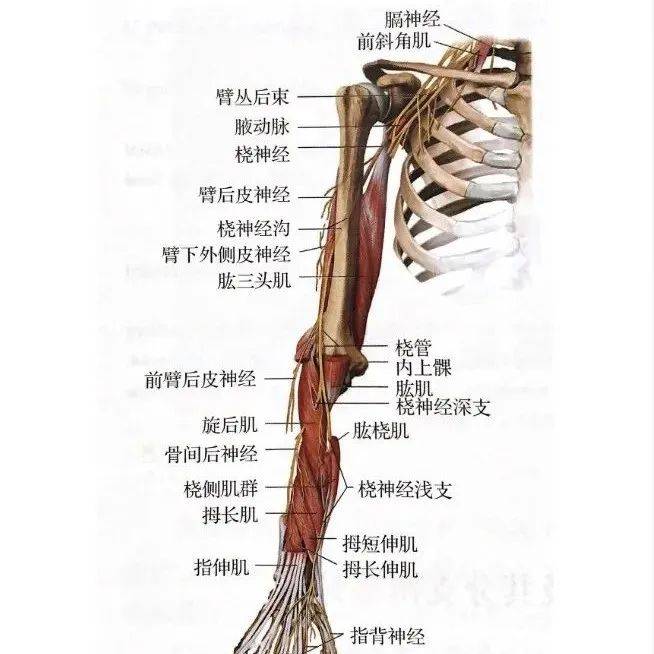 瑞金专题 | 超声引导下桡神经阻滞_肱骨_前臂_中段