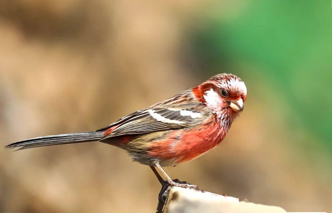 山西鸟类图鉴67长尾山雀