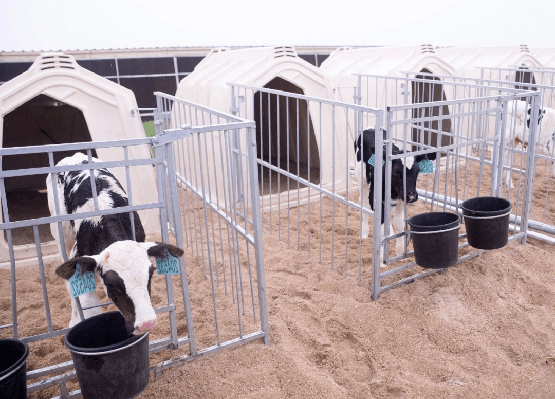 在希望的田野上系列报道130合肥人从小喝到大的牛奶牧场竟然在这儿