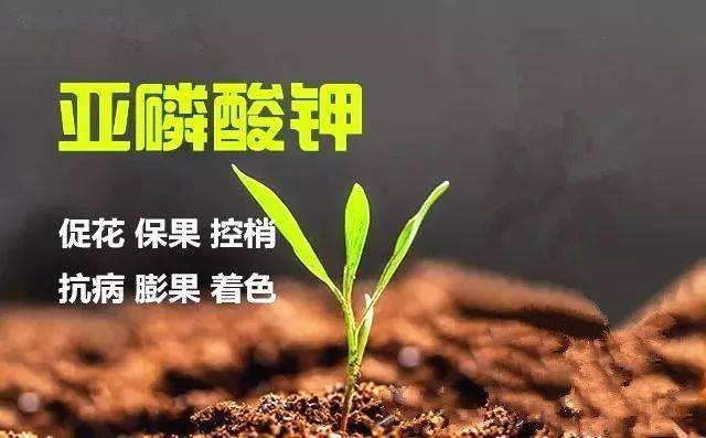 你所不了解的亚磷酸钾请收藏