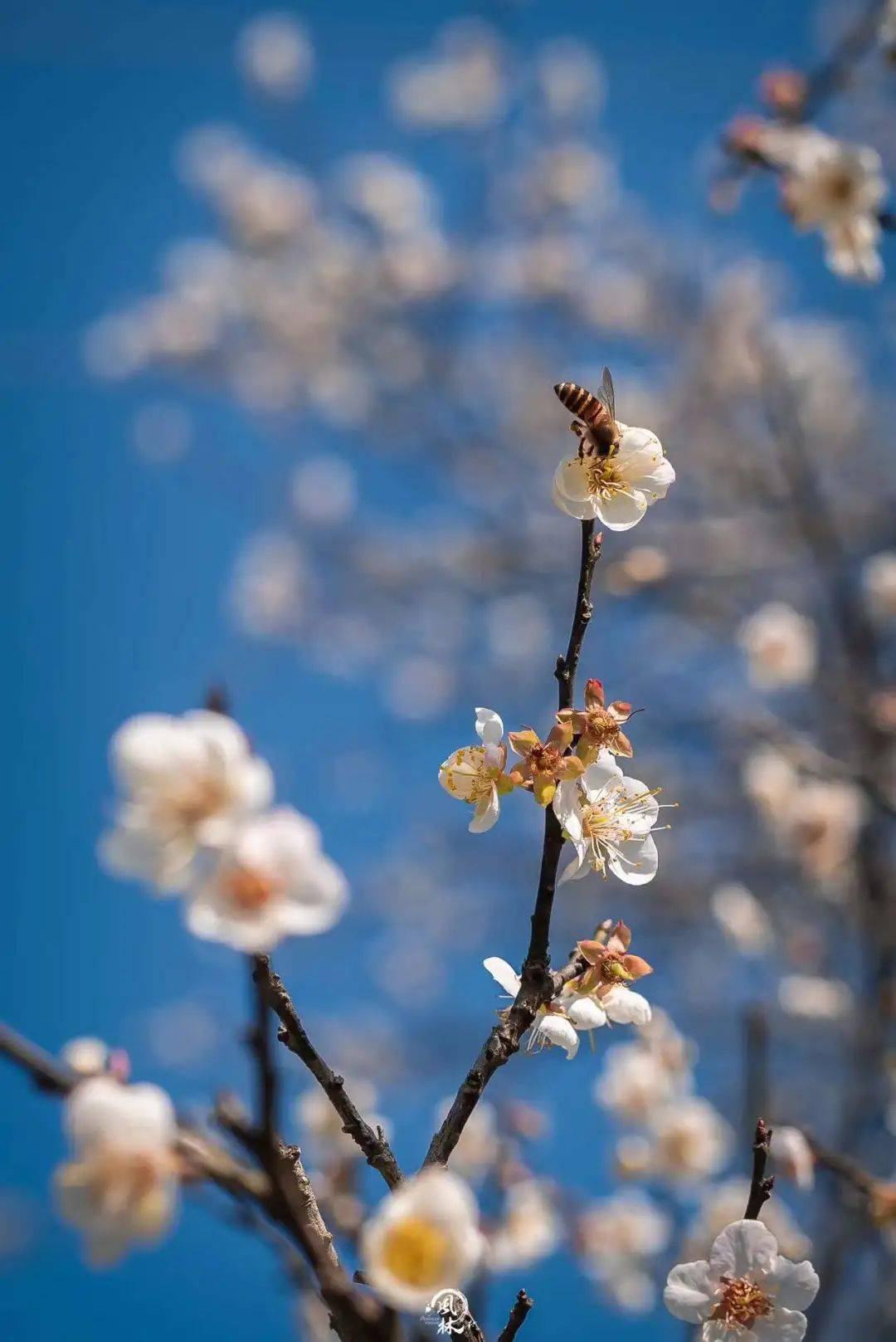 揭西梅花图片