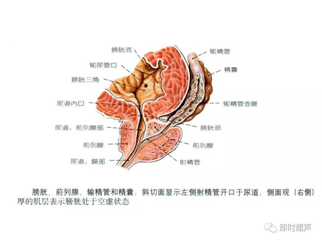 解剖生殖系统重点 人体解剖泌尿系统的知识点