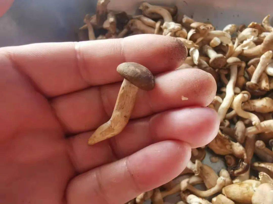 林区人采的路基蘑原来大有来头!