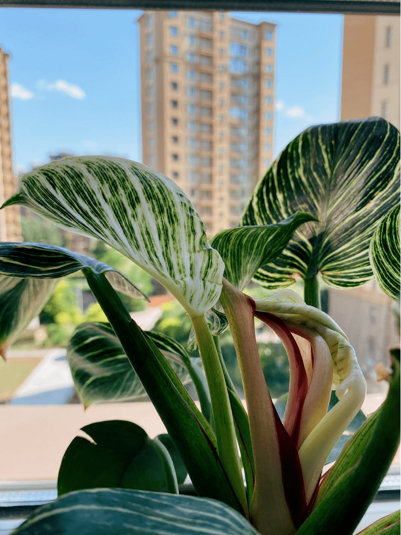 15种"阴性"花,家里没光适合养,光太强反而长不好_植物_养护_叶片