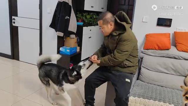 家里有个傻老公和傻二哈别提多欢乐了沙雕的激情碰撞欢乐满满