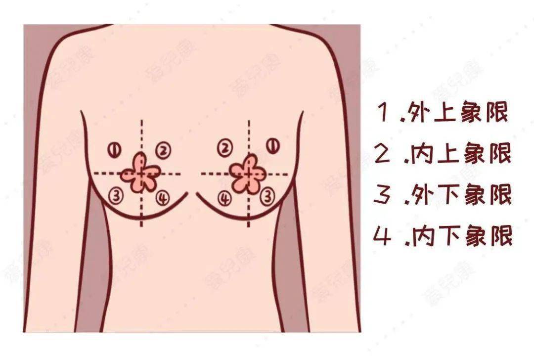 而且,乳腺癌肿块的位置好发于乳房的外上象限(以乳头为中心画十字将