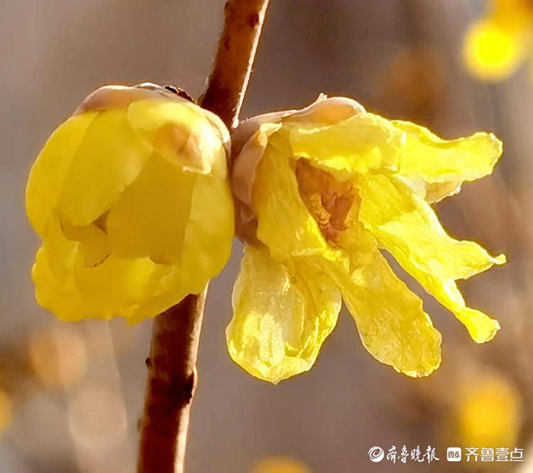 千佛山腊梅开花了，再来点雪就完美了