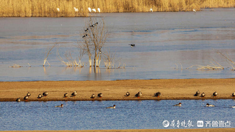 龙湖湿地候鸟栖息，美景如画