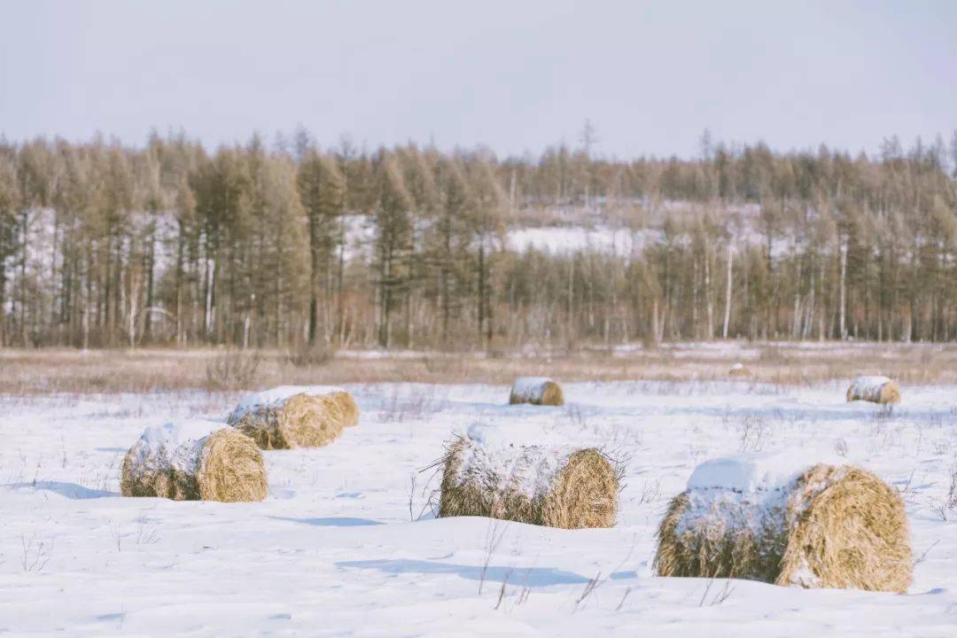 阿尔山|2022的第一场雪，去哪儿看才最浪漫？