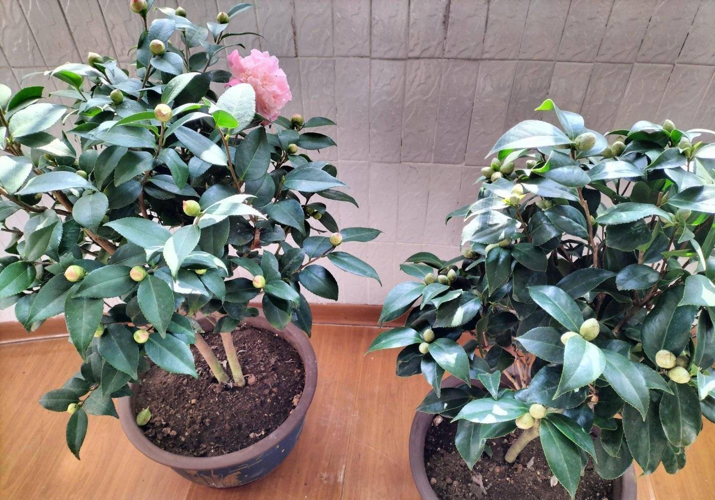 室内养茶花做好这一点花苞几十个花好大枝很旺