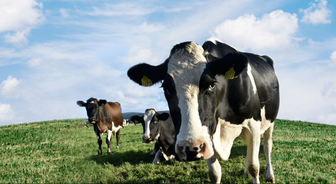 解读海关总署进境牛羊指定隔离检疫场建设规范