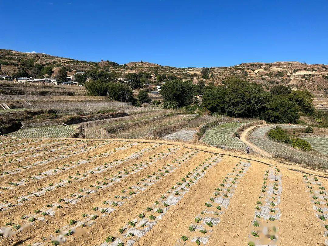 乡村振兴看仁和丨大龙潭乡高标准农田建设为乡村振兴蓄势赋能