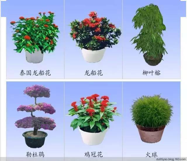 观叶植物大全品种图片