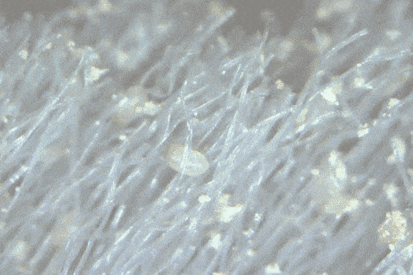 08d73ec69c934f47a25fd7f95c60582d.gif