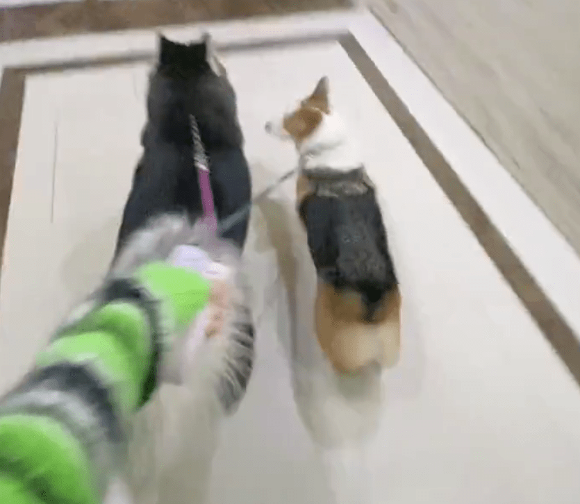 都长当狗狗三个月没见铲屎官...哈哈哈哈哈这剧本不太对啊?