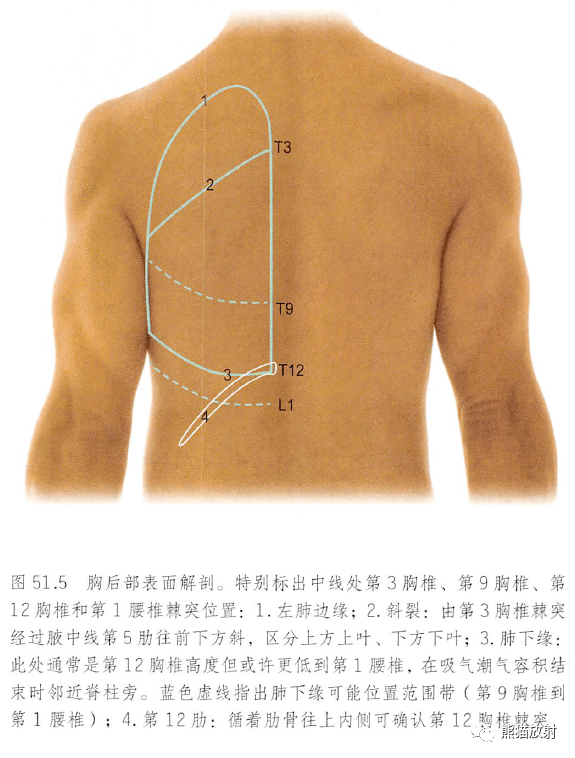 解剖丨胸部(胸壁)~_胸骨_内容_动脉