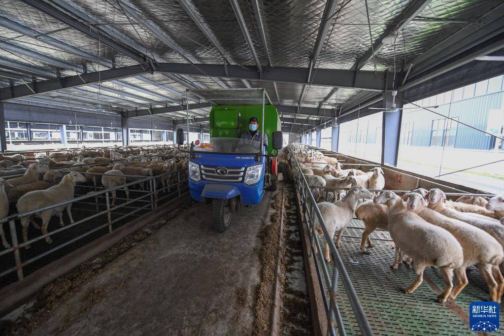 吕山乡|浙江湖州：智慧化升级助力传统湖羊产业现代化