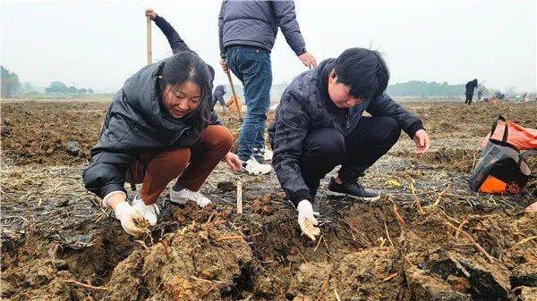 湘潭县：冬闲变冬忙 荸荠地里话丰年