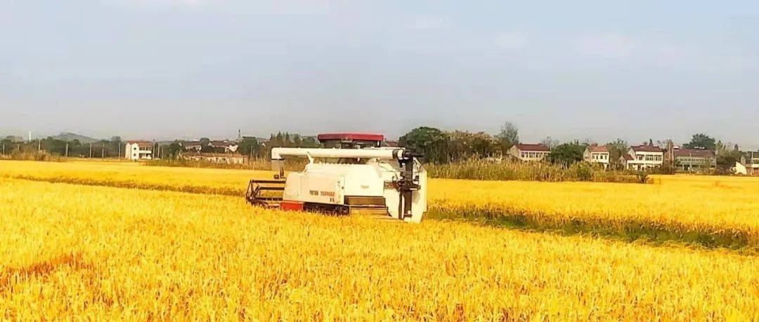 +2,全市“味稻小镇”累计10个_稻米_玉祁_生产