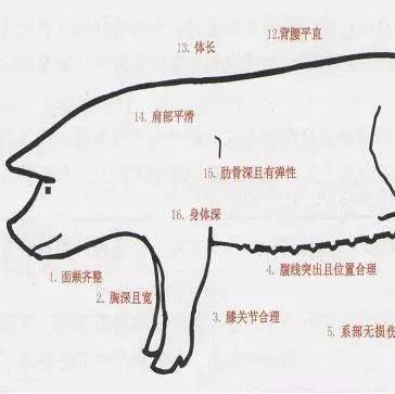 后备母猪的简易挑选方法_资料_kg_体重