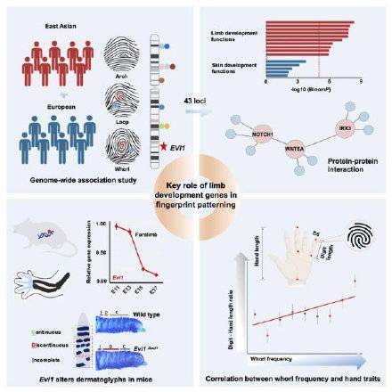 花纹|研究发现指纹与身体发育基因关联看指纹可识别遗传性疾病
