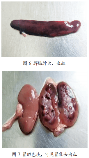 猪肾横切面图片