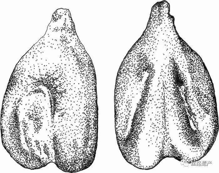 张骞|丝绸之路上的葡萄与葡萄酒