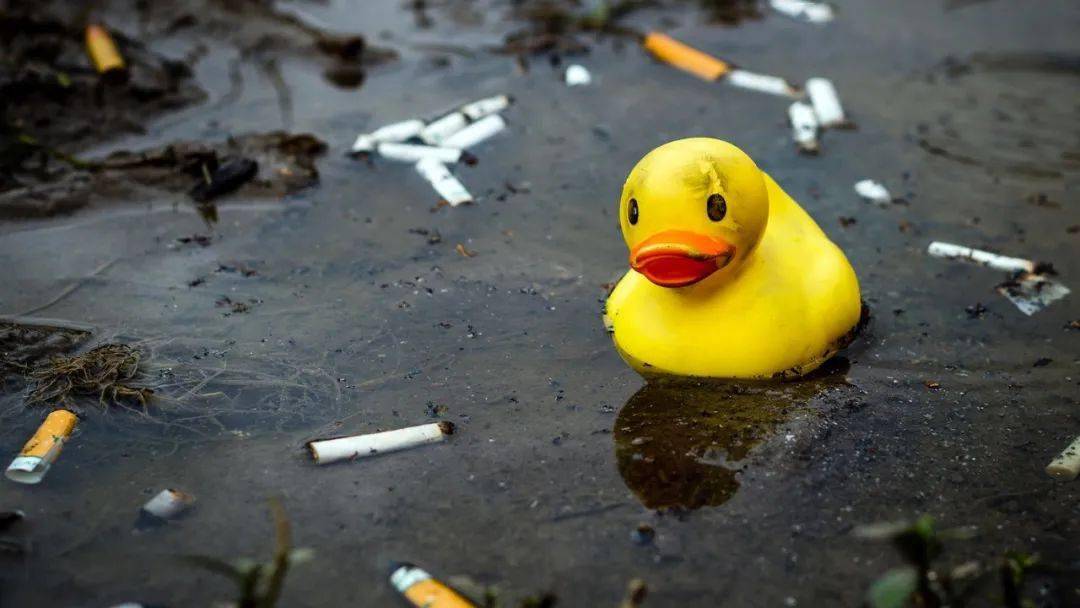 陪你洗澡的小黄鸭,已经成了中国的皮卡丘_鸭子_bduck_浴缸