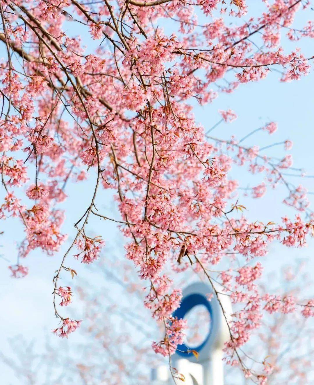 花海|樱花开了！成都冬日花海～