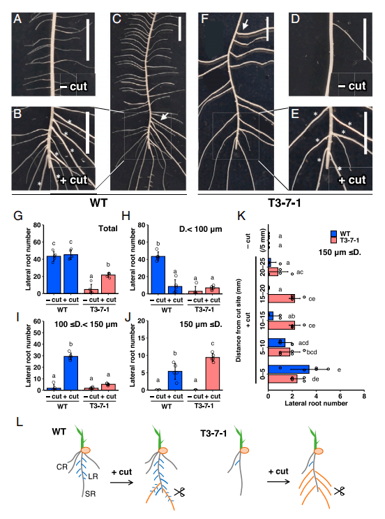 PNAS | 日本研究学者揭示OsWOX家族成员调控水稻侧根原基大小的新机制_基因_植物_原基