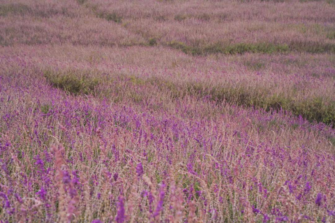 花海|樱花开了！成都冬日花海～