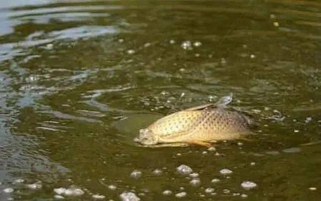 什么是黑坑钓鱼什么是野钓 7eaa9db26fd0493296fabc1252bdb7f5.jpeg