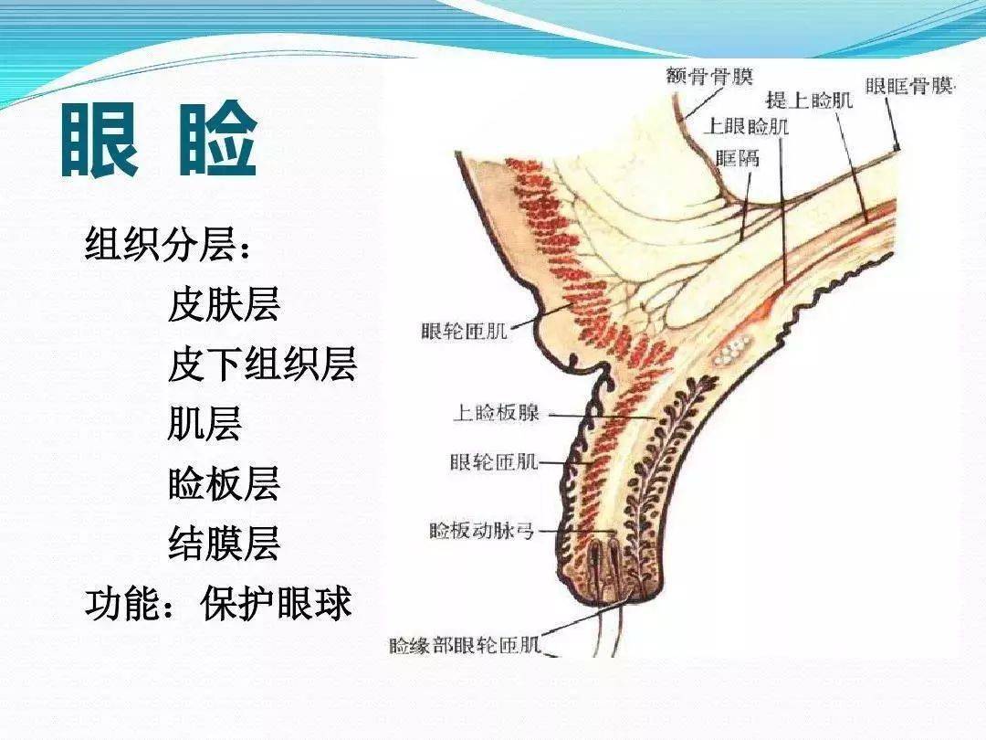 眼轮匝肌睑部图片